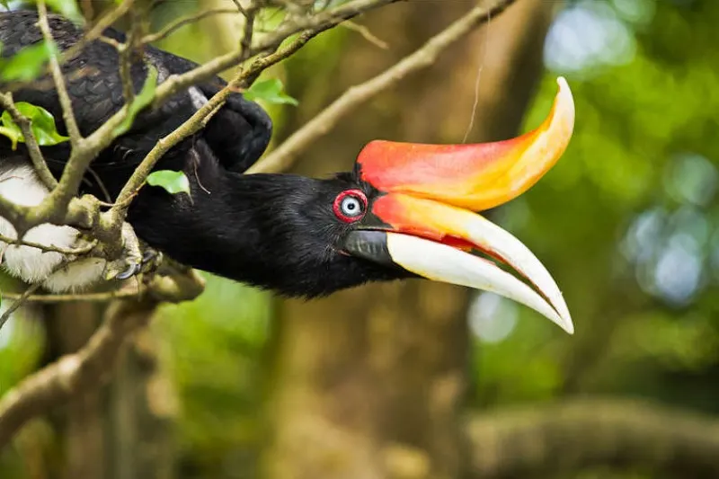 Hornbill in Malaysia