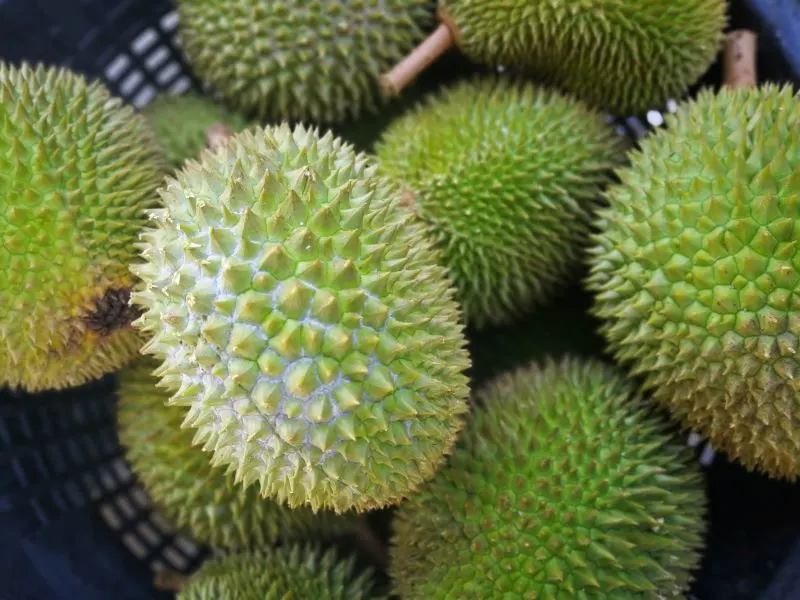 Durian