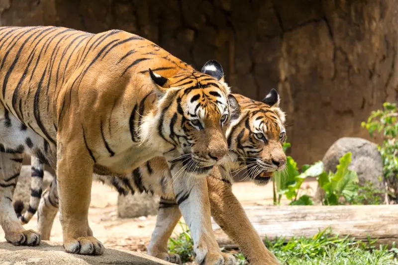 Melaka zoo