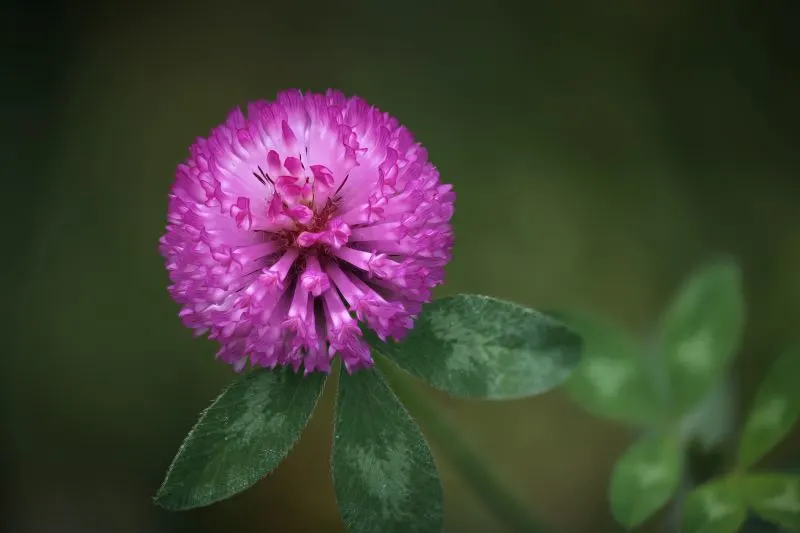 Montreal Botanical Garden