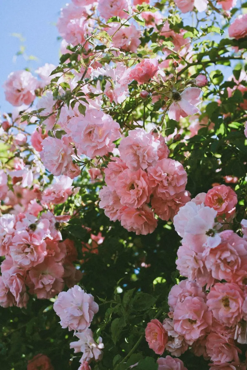 Rose Garden