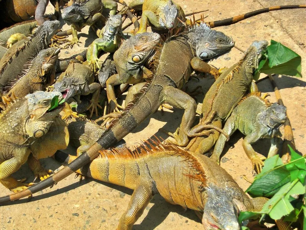 Arch's Iguana Farm, Honduras