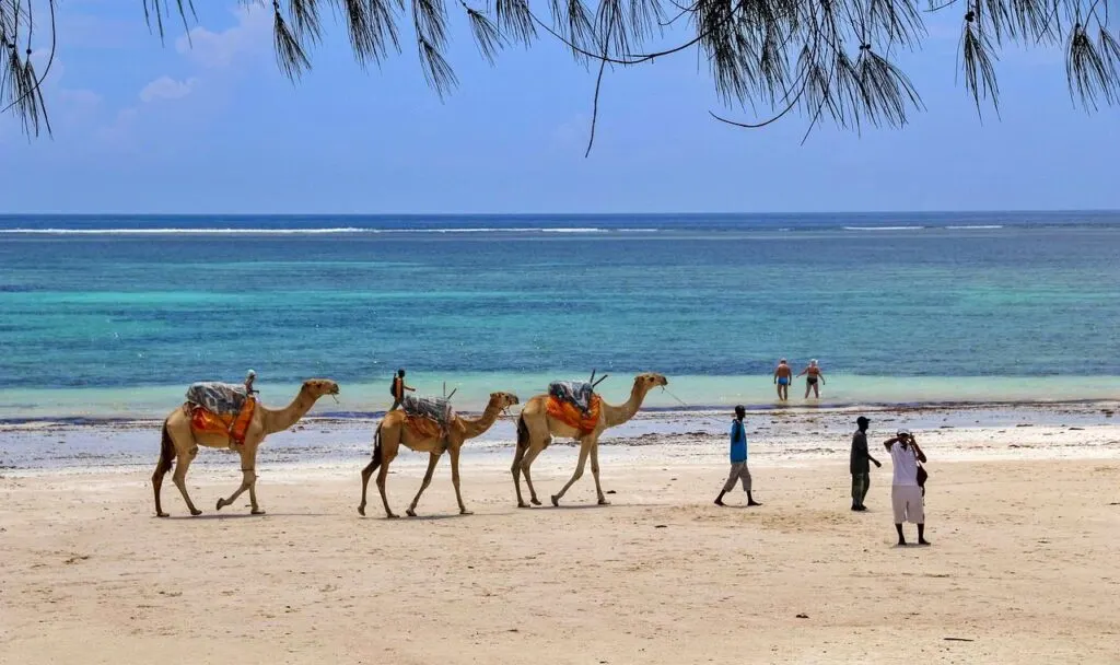 Camel rides on Diani Beach, Kenya