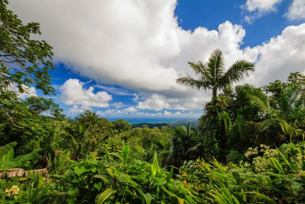 Hike El Yunque National Rainforest in Puerto Rico