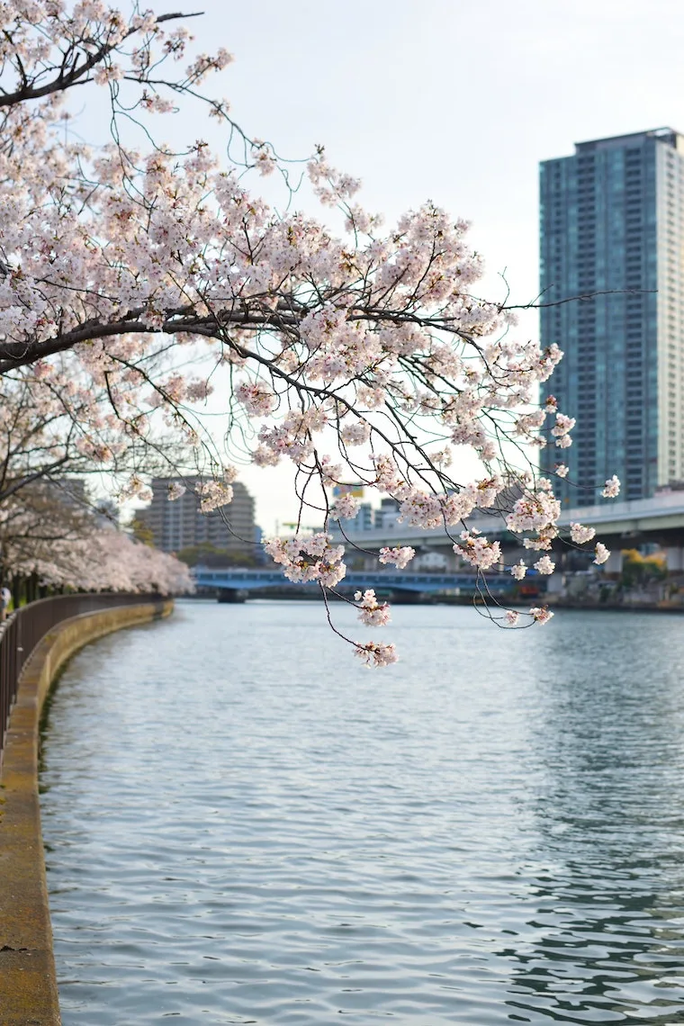 kema sakuranomiya osaka japan cherry blossom