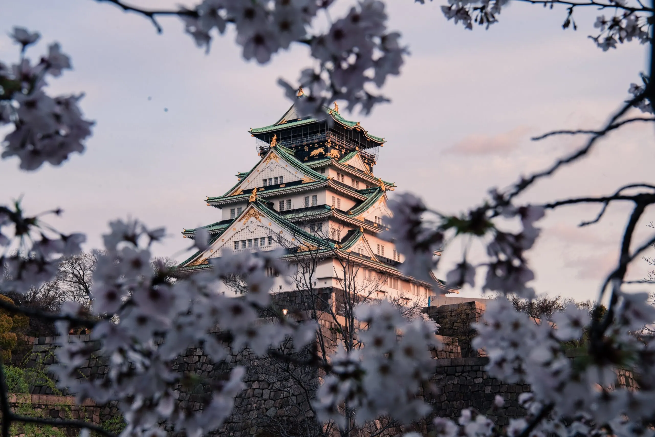 osaka jo castle cherry blossom