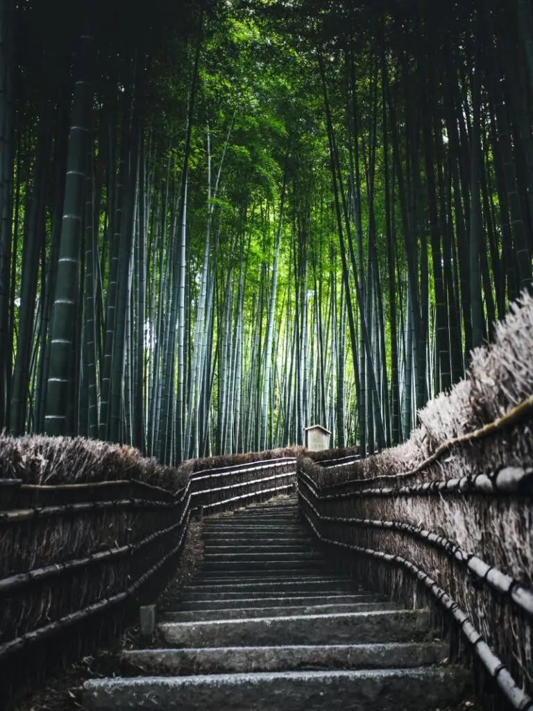 Arashiyama Bamboo Grove kyoto japan