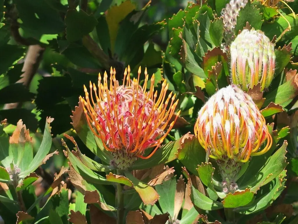Protea flowers in Kirstenbosch Botanical Garden