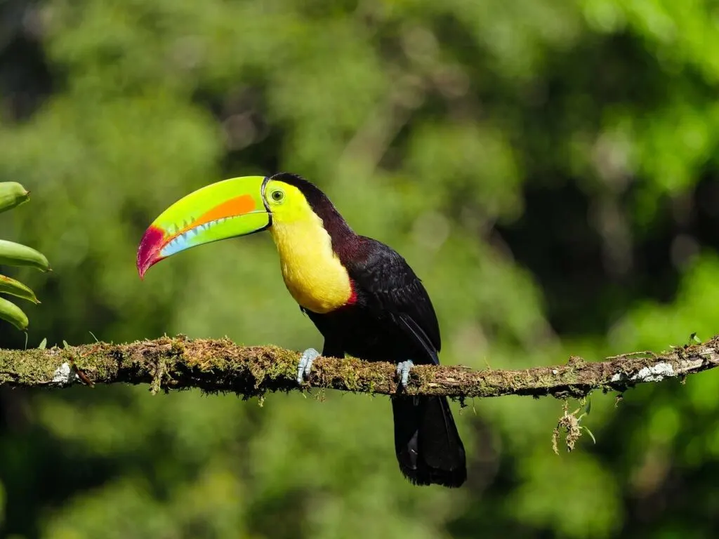 Toucan in the rainforest of Costa Rica