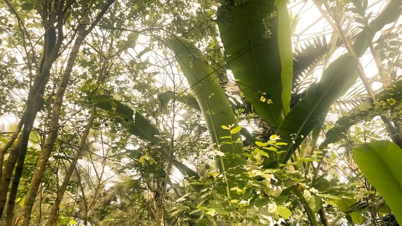 Gibbon Rehabilitation Project