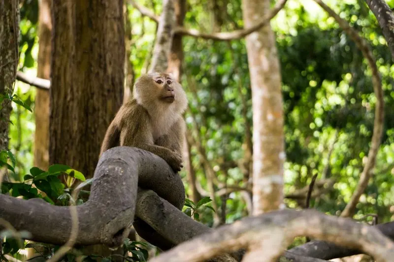 Monkey Hill