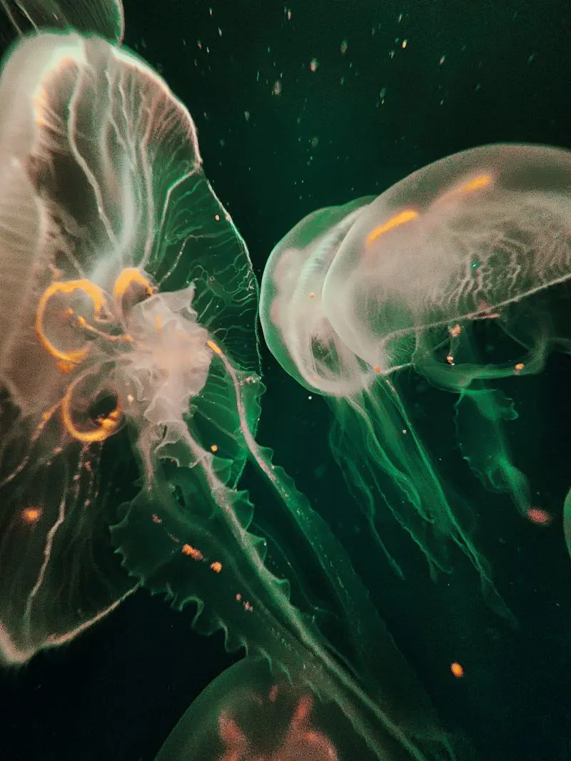 Phuket Aquarium