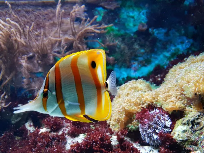 Alexandria Aquarium, Egypt