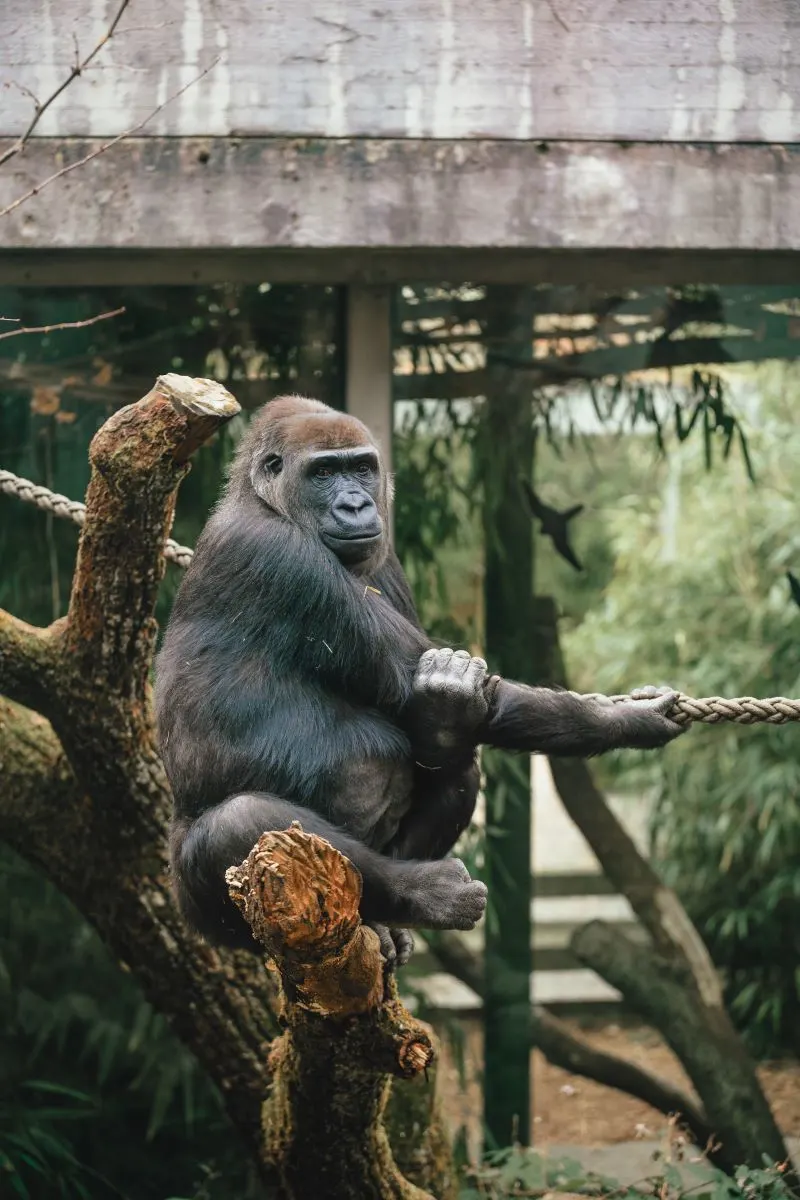 Belgrade Zoo