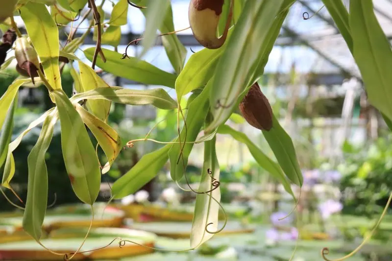 Botanical Garden of Bingerville Abidjan Ivory Coast
