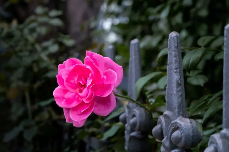 Garden District