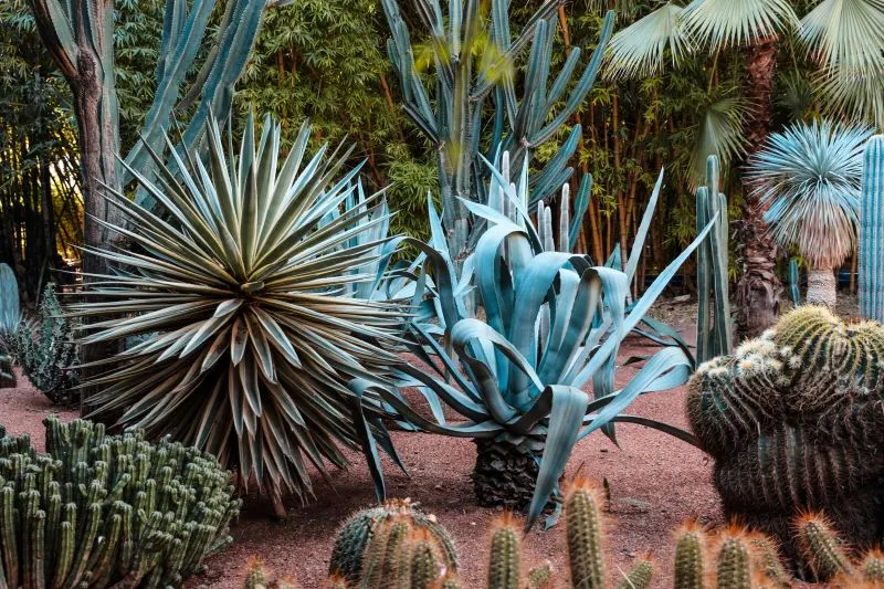Jardin Majorelle