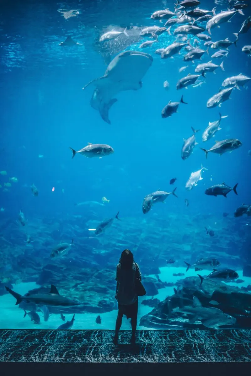 Jeddah Aquarium , Saudi Arabia