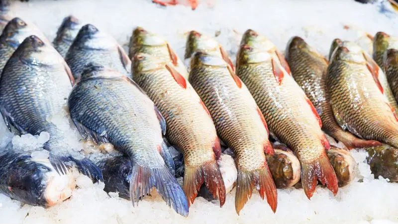 Jeddah Central Fish Market, Saudi Arabia