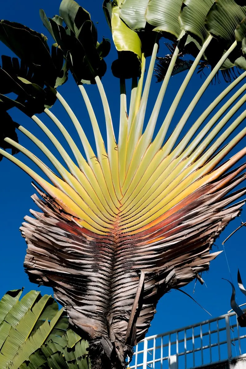 Mucuripe Market Fortaleza, Brazil