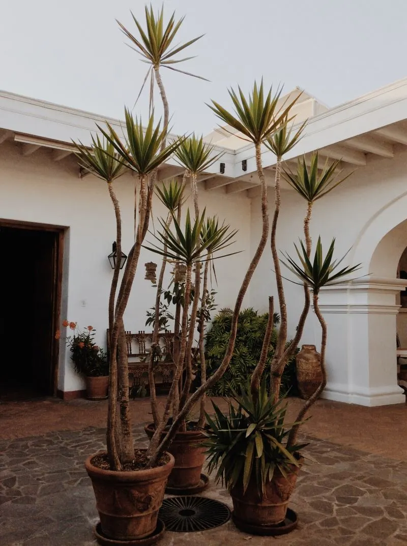 Museo Larco