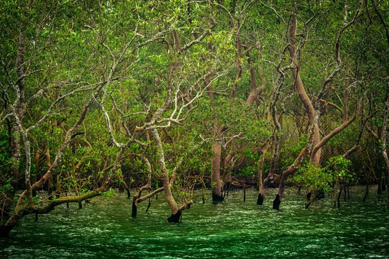 Qatar mangrove forests Doha, Qatar