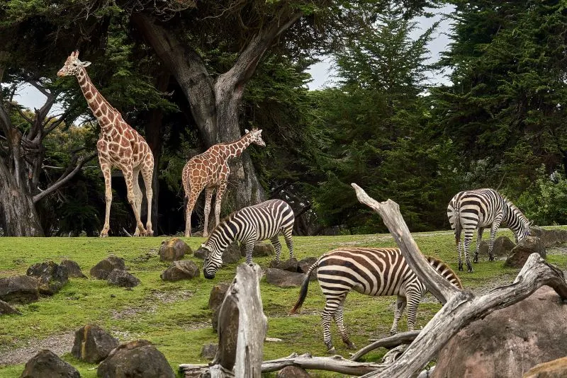 Santo Domingo Zoo
