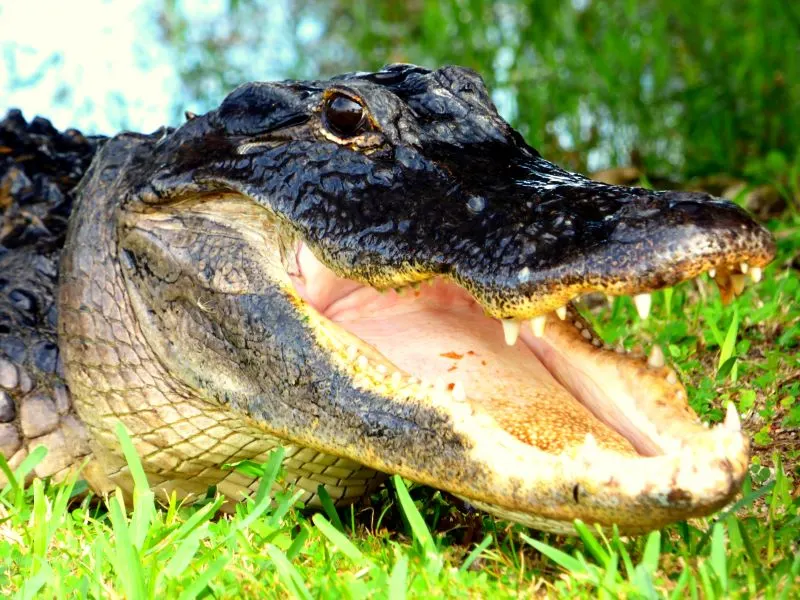 Swamp Tour