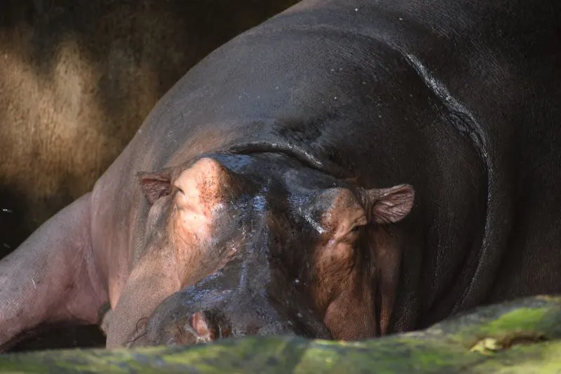 Thiruvananthapuram Zoo, India