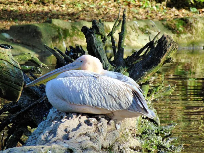 Tierpark Hagenbeck Hamburg, Gemany