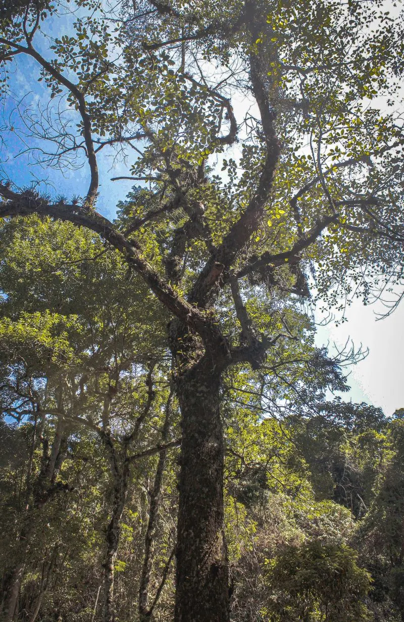 Tijuca National Park Rio de Janeiro, Brazil