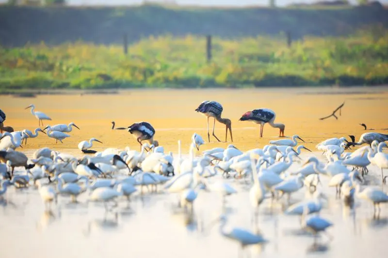 Vellayani Lake Thiruvananthapuram, India