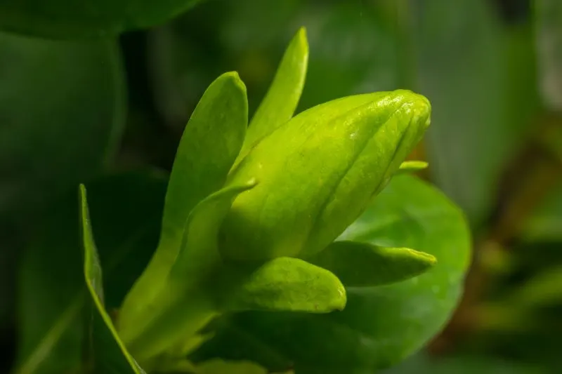Acharya Jagadish Chandra Bose Indian Botanic Garden Kolkata, India