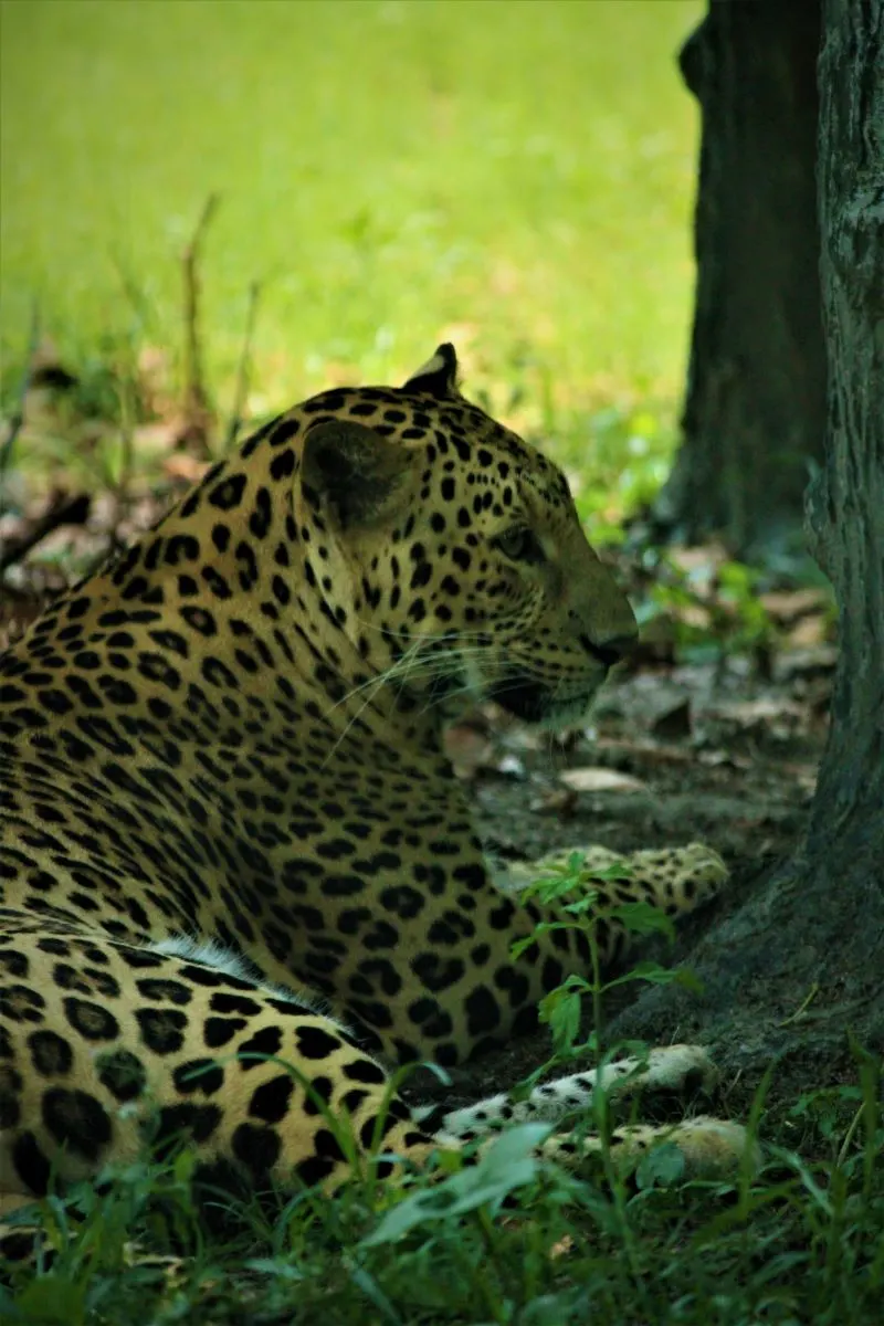 Alipore Zoological Gardens Kolkata, India