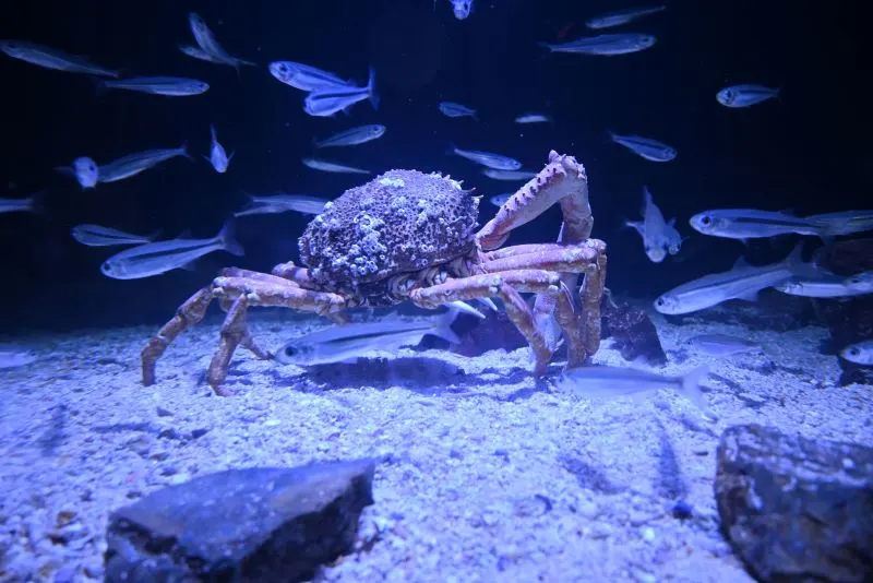 Aoba-Matsushima Aquarium Sendai, Japan