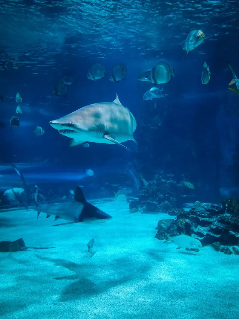 Aquarium of Zaragoza, Spain