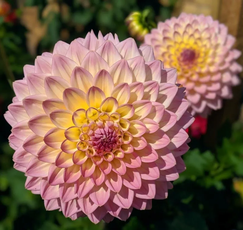 Birmingham Botanical Gardens, England