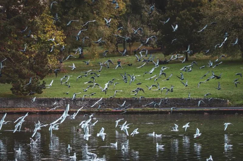 Birmingham Wildlife Conservation Park, England