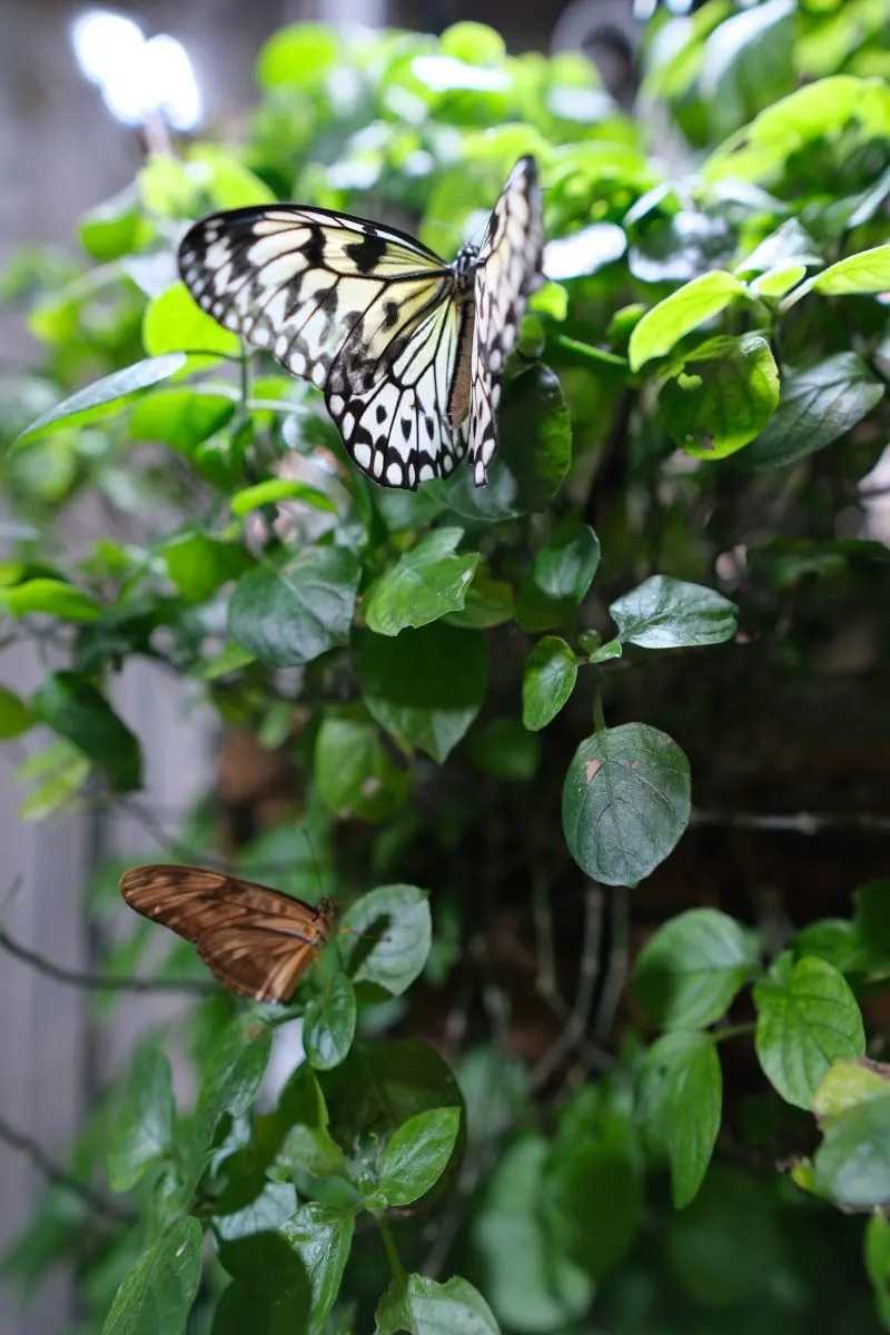 Dubai Butterfly Garden, UAE