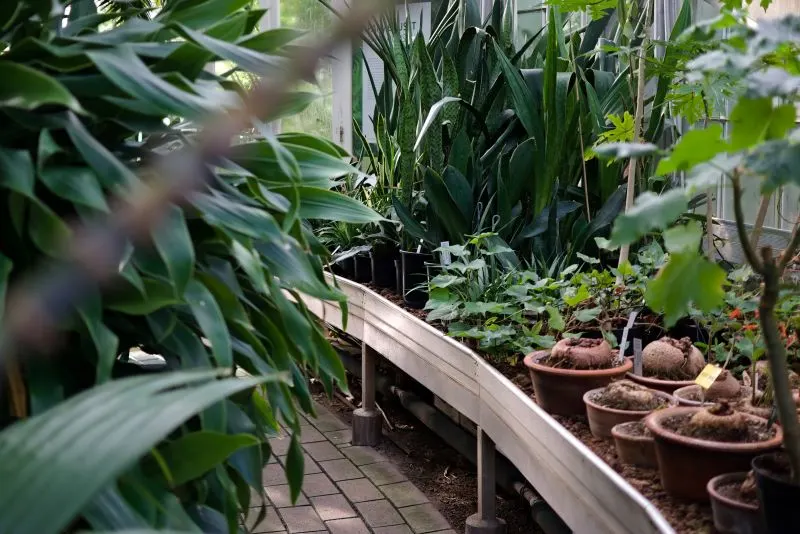 Durban Botanical Gardens South Africa