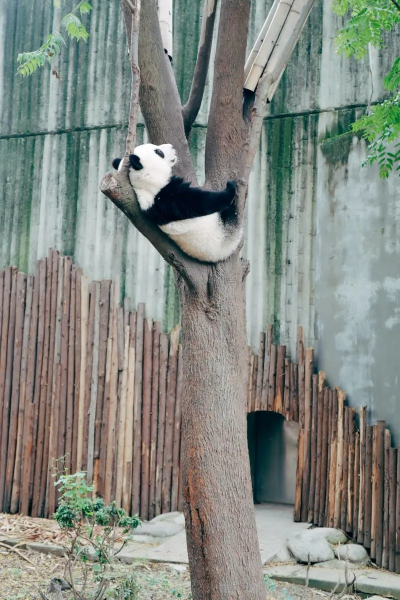 Giant Panda Pavilion Macau, China