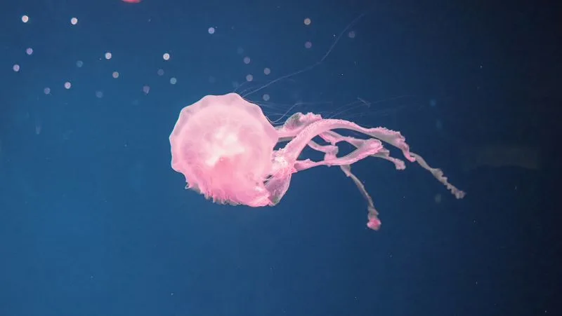 Jakarta Aquarium, Indonesia