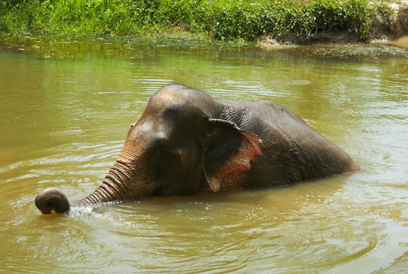Krabi Elephant Sanctuary, Thailand