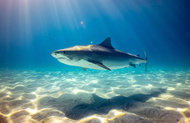 KwaZulu-Natal Sharks Board, Durban, South Africa
