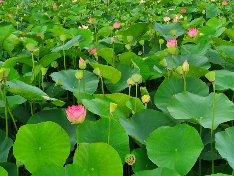 Lotus Pond Kaohsiung, Taiwan