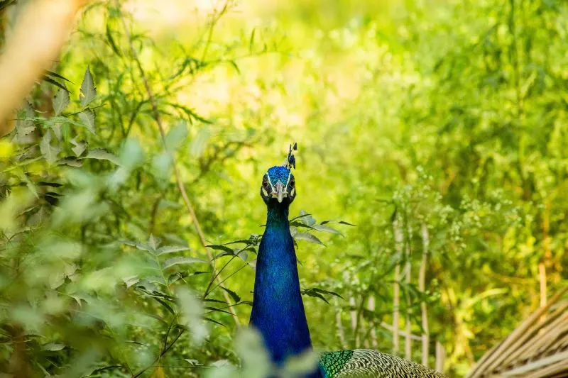 Lumbini Park Hyderabad, India
