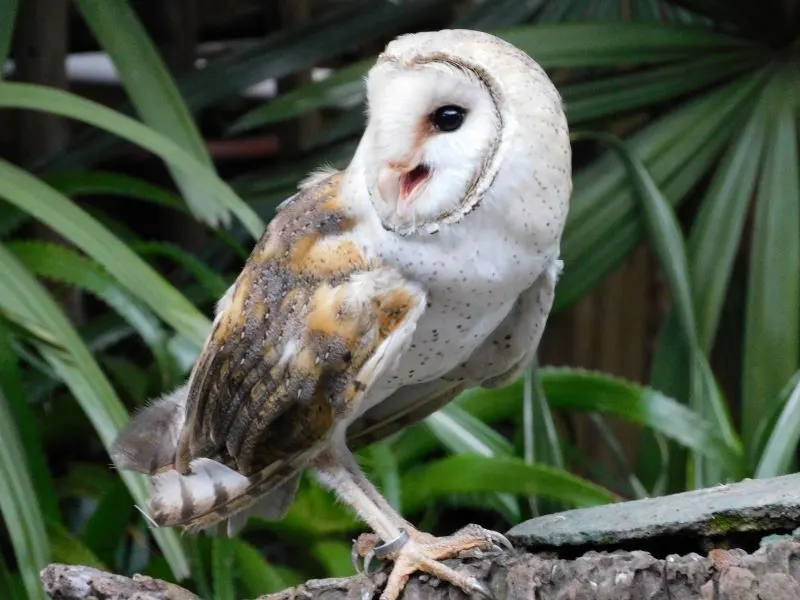 Mangrove Swamps and Bird Park, Durban, South Africa