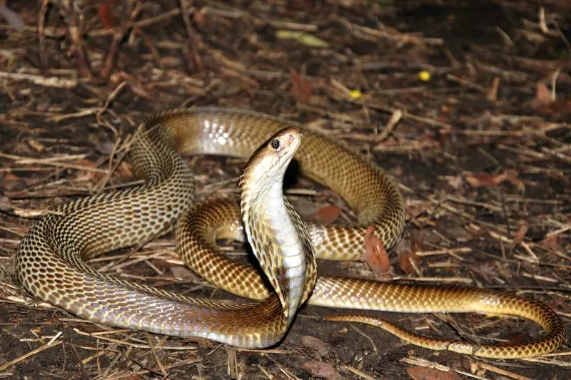 Nehru Zoological Park Hyderabad, India