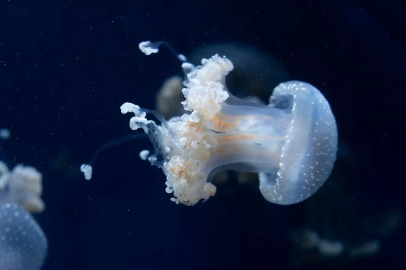 Oceanografic in Valencia, Spain