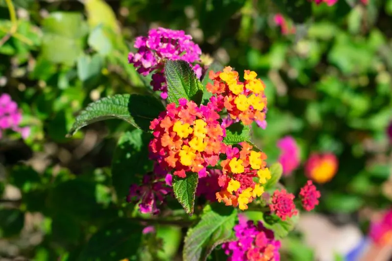 Plaza de las Flores Cadiz, Spain